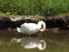 Mute swan preening itself