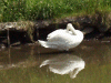 Mute swan preening itself