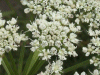 Maybe Hemlock (Conium maculatum)