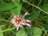 Red Clover (trefolium repens)