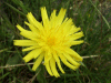 Common Catsear (Hypochaeris radicata)
