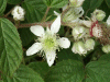 Bramble/Blackberry flower (Rubus fruticosus agg)