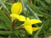 Common Bird's-foot trefoil (Lotus corniculatus)