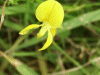 Common Bird's-foot trefoil (Lotus corniculatus)