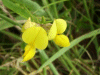 Common Bird's-foot trefoil (Lotus corniculatus)