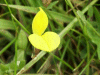 Common Bird's-foot trefoil (Lotus corniculatus)