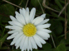 Daisy (Bellis perennis)