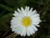 Daisy (Bellis perennis)