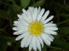 Daisy (Bellis perennis)