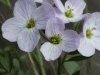 Cuckoo Flowers (Cardamine pratensis agg)