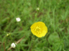 Buttercup (Ranunculus bulbosus