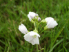 Cuckoo Flowers (Cardamine pratensis agg)