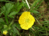 Buttercup (Ranunculus bulbosus)