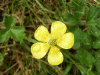 Buttercup (Ranunculus bulbosus)