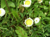 Daisies (Bellis perennis)
