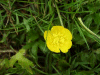 Buttercup (Ranunculus bulbosus