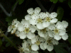 Hawthorn flowers (Crataegus monogyna)