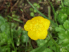 Buttercup (Ranunculus bulbosus