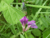 Common Vetch (Vicia sativa)