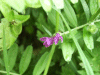 Common Vetch (Vicia sativa)