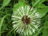 Dandelion Seedhead
