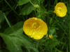 Buttercups (Ranunculus bulbosus