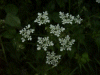 Cow parsley