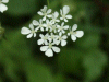 Cow parsley