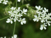 Cow Parsley (Anthriscus sylvestris)
