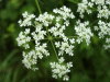 Cow Parsley (Anthriscus sylvestris)