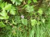 Common Vetch (Vicia sativa)