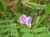 Common Vetch (Vicia sativa)