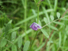 Common Vetch (Vicia sativa)