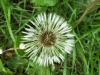 Dandelion Seedhead