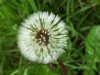 Dandelion Seedhead