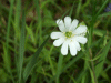 Stitchwort (Stellaria holostea)