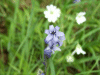 Bluebells (Hycanthinoides non-scripta)