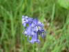 Bluebells (Hycanthinoides non-scripta)
