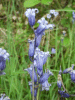 Bluebells (Hycanthinoides non-scripta)