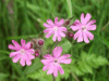 Red Campion (Silene dioica)
