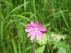 Red Campion (Silene dioica)