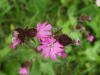 Red Campion (Silene dioica)