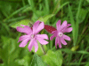 Red Campion (Silene dioica)