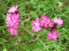 Red Campion (sileme dioica)