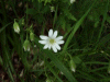 Stitchwort (Stellaria holostea)