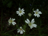 Stitchwort (Stellaria holostea)