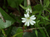 Stitchwort (Stellaria holostea)