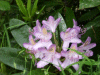 Wild Rhododendrums (Rhododendron ponticum)