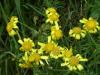 Common Ragwort (Senecio jacobaea)