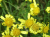 Common Ragwort (Senecio jacobaea)